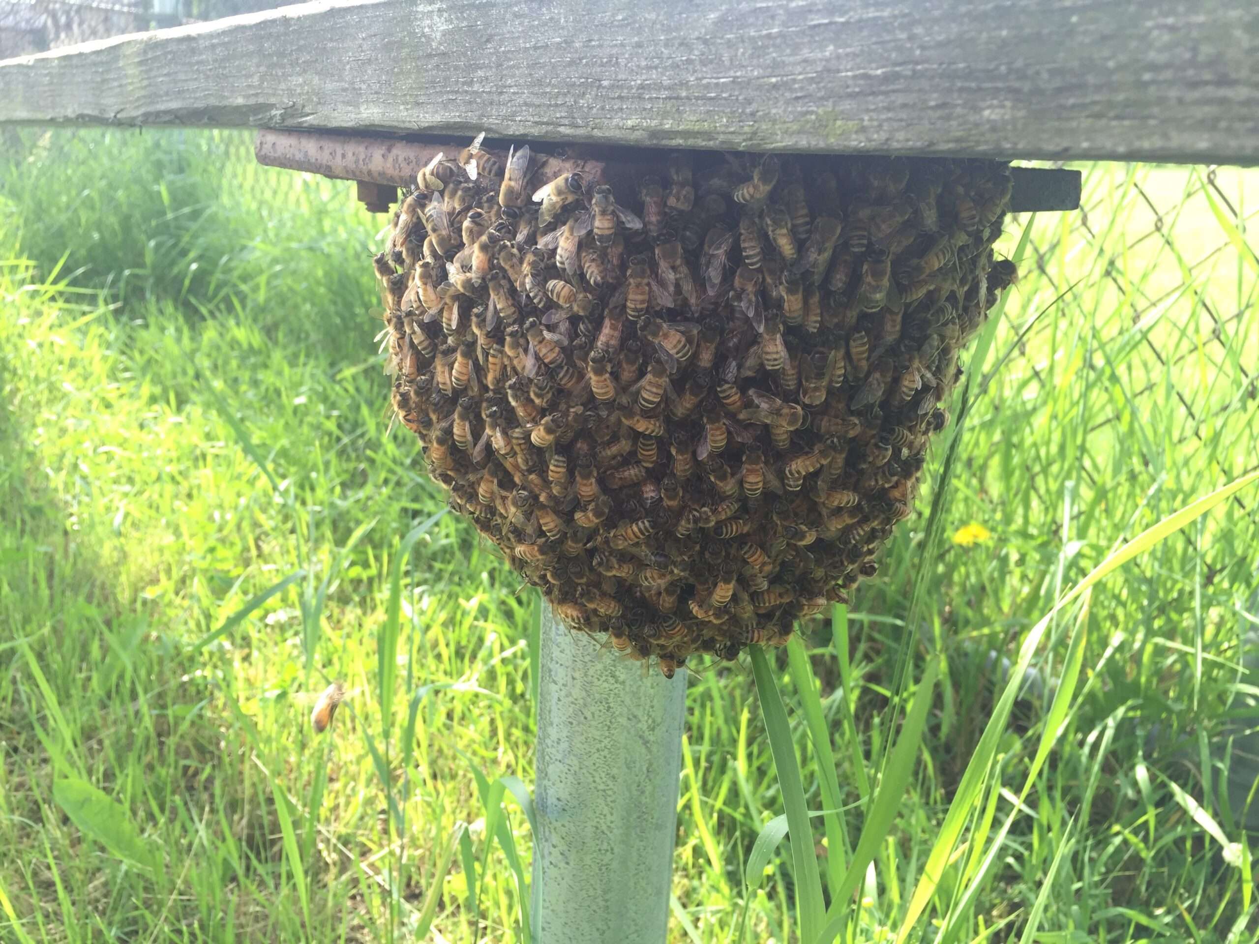 Swarm of bees under a school bench